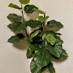 【0円 お譲りします】観葉植物 フェイクグリーンの画像