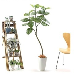 【0円 お譲りします】観葉植物 フェイクグリーンの画像