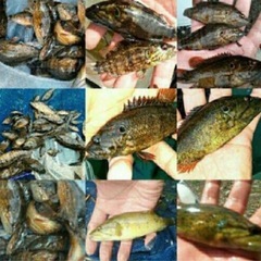 9.日淡・ガサガサ採集、フィッシングメンバー募集のお知らせ　(^...
