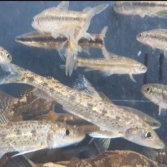 14. 日淡・ガサガサ採集、釣りメンバー募集✨ラインオプチャTE...