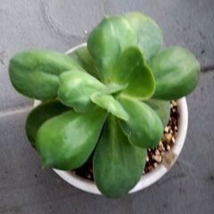 <<大型>>【多肉植物】径15cmエケベリア『ピーチブリデ』（PBD500B）の画像