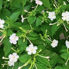 今からでも大丈夫‼️手間いらずで花盛り⭐️白とピンクのオシロイバナの種D200粒の画像