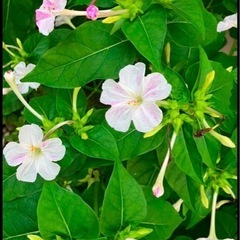 今からでも大丈夫‼️手間いらずで花盛り⭐️白とピンクのオシロイバナの種D200粒の画像