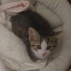 子猫　ずっとの飼い主様募集