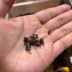 レインボーミリピード幼体5匹＋αの画像
