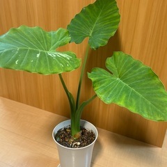 斑入り　クワズイモ　アロカシア　オドラ Alocasia odora variegataの画像