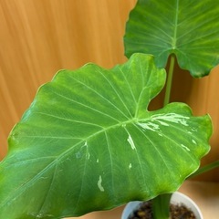 斑入り　クワズイモ　アロカシア　オドラ Alocasia odora variegataの画像