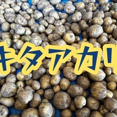 農薬不使用じゃがいも　キタアカリ　200円/kg から