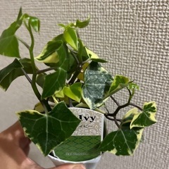 マーガレットアイビーの画像