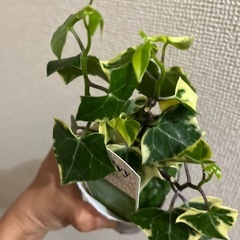 マーガレットアイビーの画像