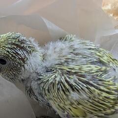 セキセイインコ 6/24入荷　①
