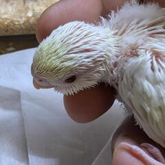 セキセイインコ　6/24入荷　②