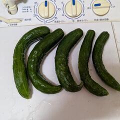 [無農薬]　きゅうり