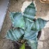 ランキングキーワードに紐づく投稿画像-観葉植物
