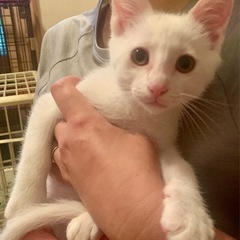 子猫の新しい家族を探しています。