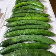無農薬栽培　キュウリ　5本の画像
