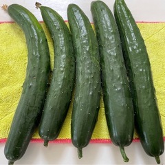 無農薬栽培　キュウリ　5本の画像