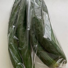 無農薬栽培　キュウリ　5本の画像