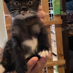 ７.8ヶ月の可愛い🩷ハチワレ母さん猫と子猫3匹🐱