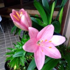 ピンクの百合鉢の画像