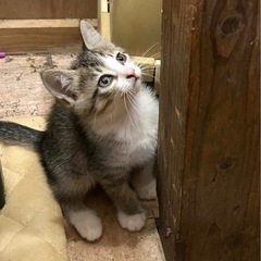 【3匹募集中】元気いっぱい！かわいい子猫ちゃんたち