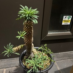 【受付終了】【20%オフ　6/21】【20%off済　11/19...