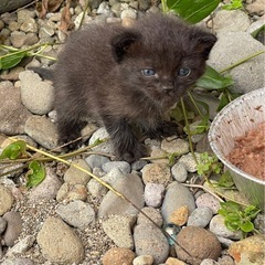 元気で可愛い黒猫ちゃん🐈‍⬛