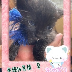元気で可愛い黒猫ちゃん🐈‍⬛ − 大分県