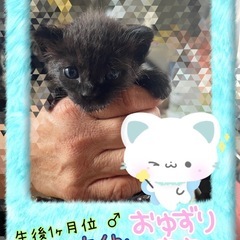 元気で可愛い黒猫ちゃん🐈‍⬛ - 猫