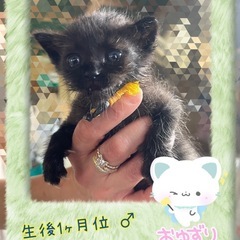 元気で可愛い黒猫ちゃん🐈‍⬛ - 中津市