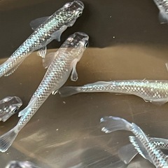 めだか　ミッドナイトフリル体外光タイプの画像