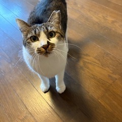 保護猫5匹
