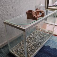 メダカ 金魚 水槽の画像