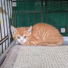 野良猫が産んでしまいました２匹目