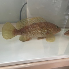 値下げ！キジハタとアオハタの画像
