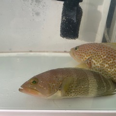 値下げ！キジハタとアオハタの画像