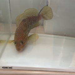 値下げ！キジハタとアオハタの画像