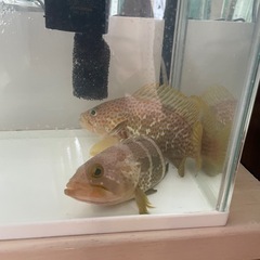 値下げ！キジハタとアオハタの画像