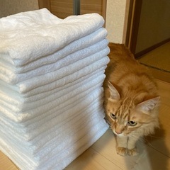 古くなったバスタオル　（保護猫活動などに）の画像