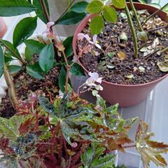 植物　植木　花　などまとめての画像