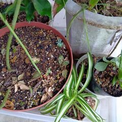 植物　植木　花　などまとめての画像