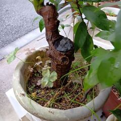 植物　植木　花　などまとめての画像