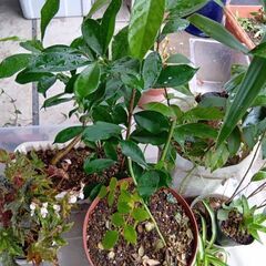 植物　植木　花　などまとめての画像
