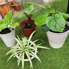 観葉植物　パキラ　クワズイモ　ウンベラータ　オリヅルランの画像