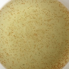 ミジンコの画像