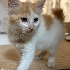 子猫