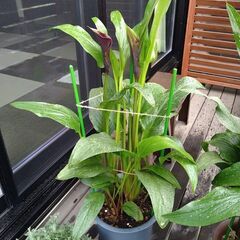 カラーキャプテンカルソ鉢植え６月２７日写真更新の画像