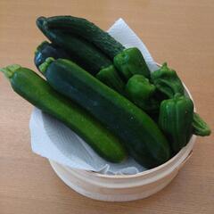 採れたて野菜　3種類の画像