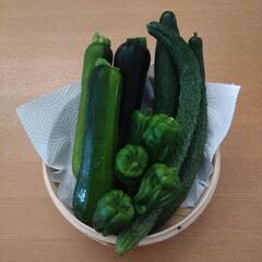 採れたて野菜　3種類の画像