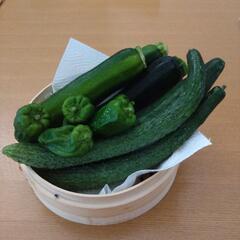 採れたて野菜　3種類の画像